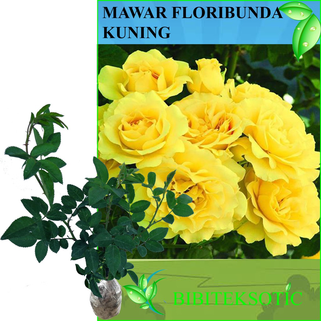 Tanaman Mawar Floribunda Kuning