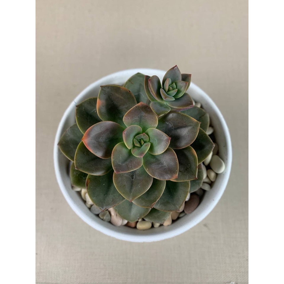 Kaktus Sukulen Echeveria Chroma Tanaman Hias