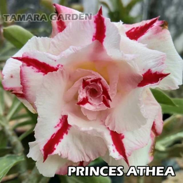 Bibit Bunga Kamboja Adenium Athea Princess