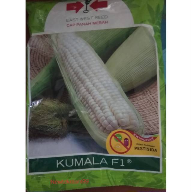 Benih jagung KUMALA 250 gram jagung pulut manis jagung ketan KUMALA panah merah 1750 butir