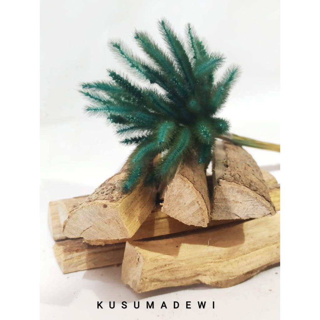 

Kayu pasa bumi 1kg