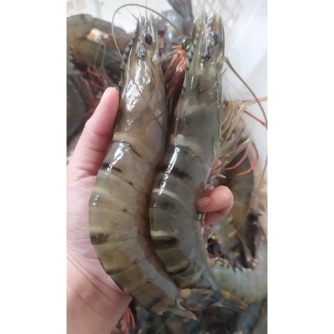 

Udang Windu Super Jumbo