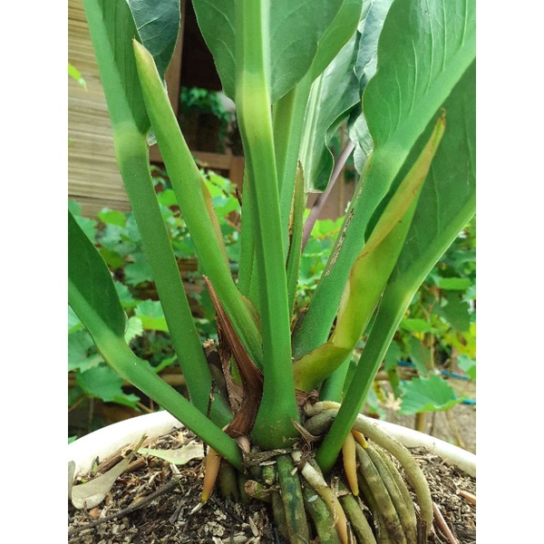 anthurium keris dewasa