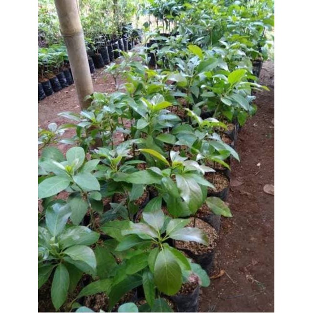 Alpukat kendil bibit alpukat kendil tambulampot