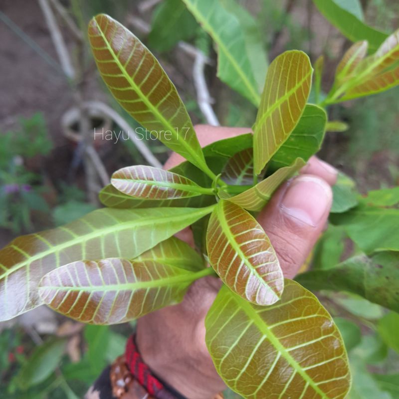 

Daun mede Daun mente Daun Herbal berkhasiat