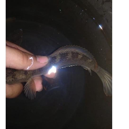 Terlaris channa limbata 17-20cm jumbo bisa request jantan atau betina full garansi 