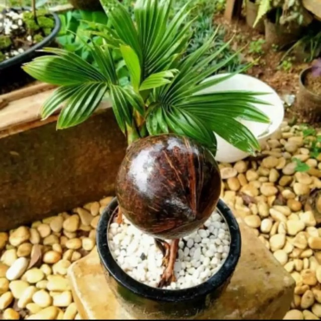 tanaman hias bonsai kelapa mini