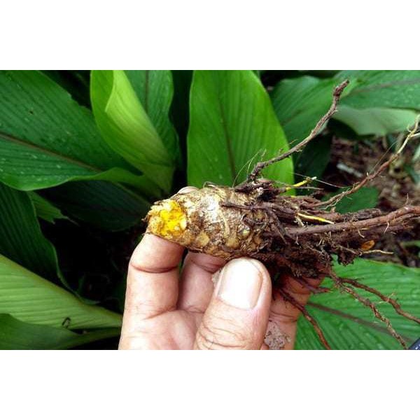 

Kunyit (Curcuma longa Linn.) kemasan serbuk 100 gr