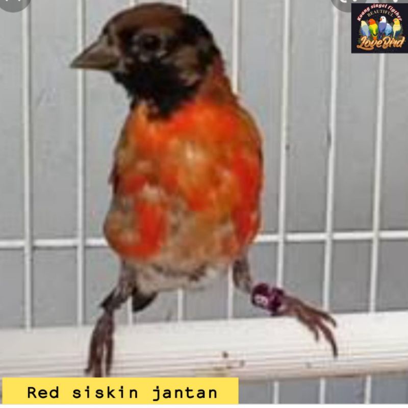 burung red siskin jantan rajin bunyi red siskin betina red siskin anakan