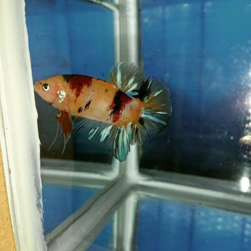 CUPANG PLAKAT JANTAN BAHAN MULTI,NEMO,KOI,FANCY MUTASI UP