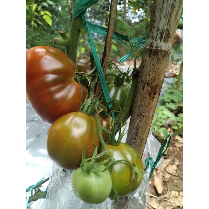 Benih Bibit Biji - Tomat Japanese Black Trifele Black Pear Tomato Seeds