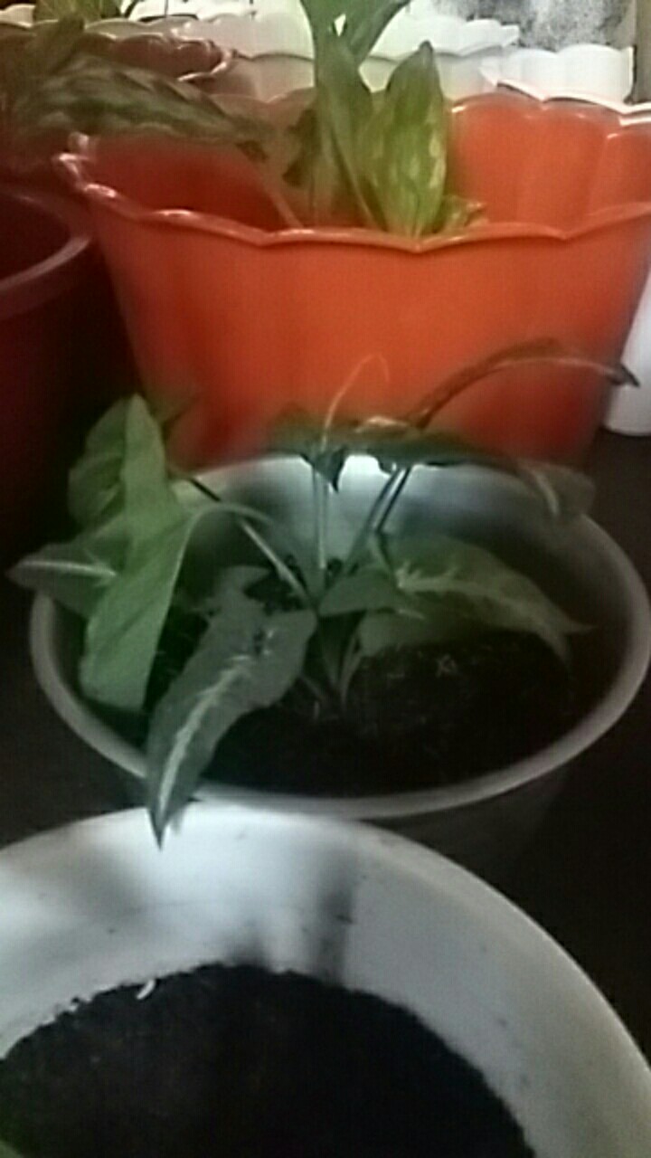 Tanaman Hias Keladi Wedlandi