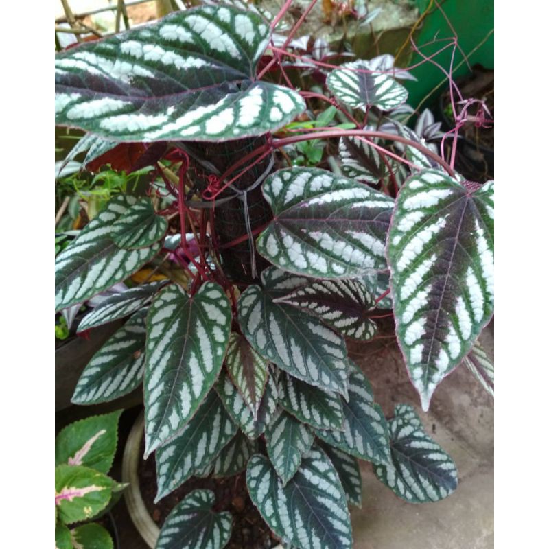 Tanaman herbal sirih keraton - tanaman sirih - tanaman herbal sirih keraton