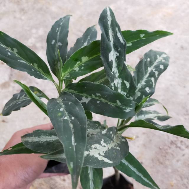 aglonema pictum bicolor aceh
