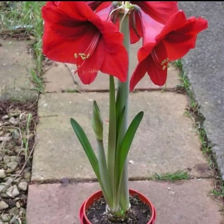 Tanaman Hias Bakung Amarilis Bunga Merah - Pohon Bakung Bunga Merah