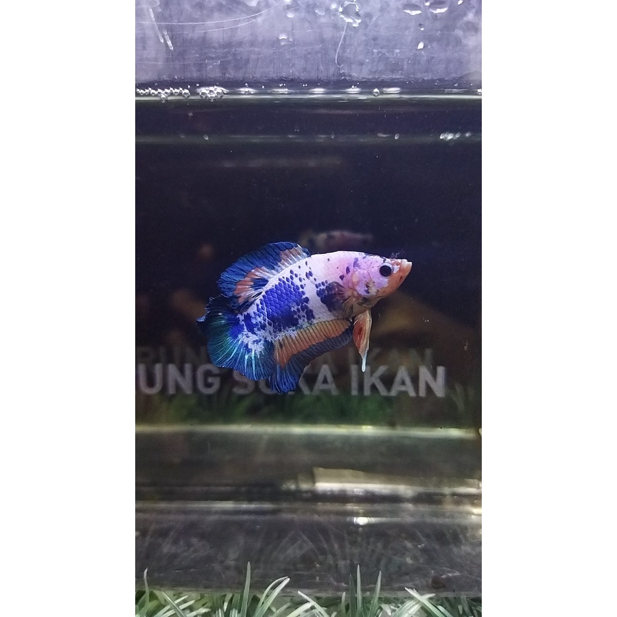 CUPANG PLAKAT DOUBLETAIL/DTPK/PKDT FLAMINGO 100% REALPICT (DTFL1)