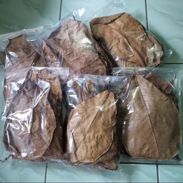

NEW Daun ketapang kering