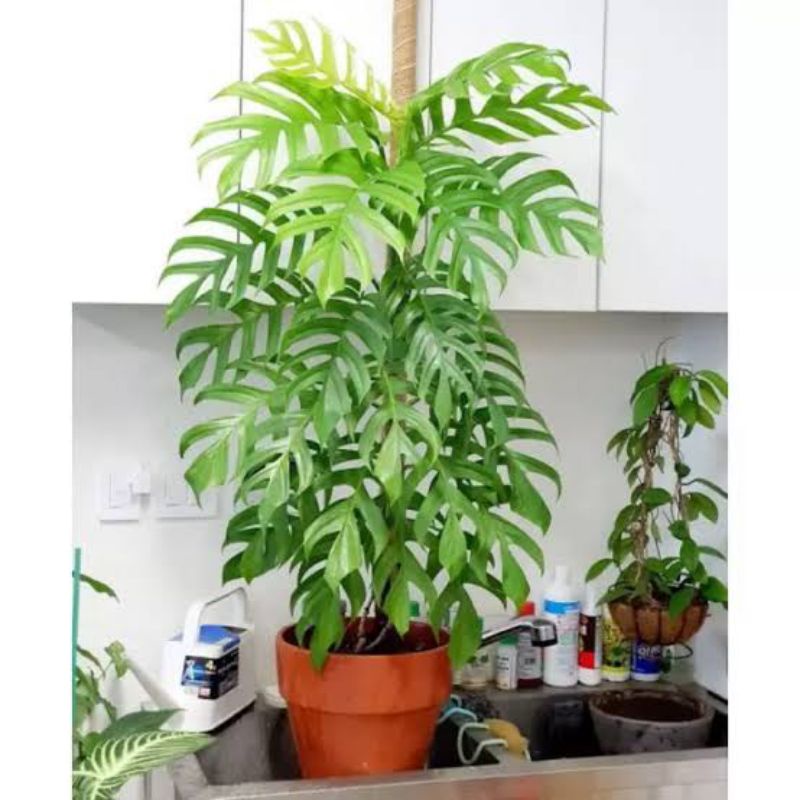 bibit bonggol epipremnum pinatum
