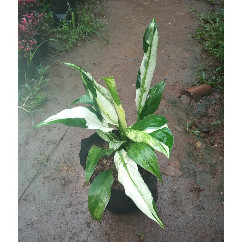 Bibit Tanaman Hias Peace Lily Variegata/ Spatu Filum Variegata