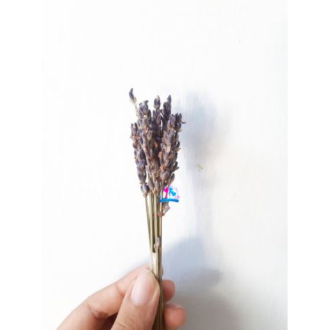  Mini  Lavender  Lavender  Kering Dried Lavender  Bunga  