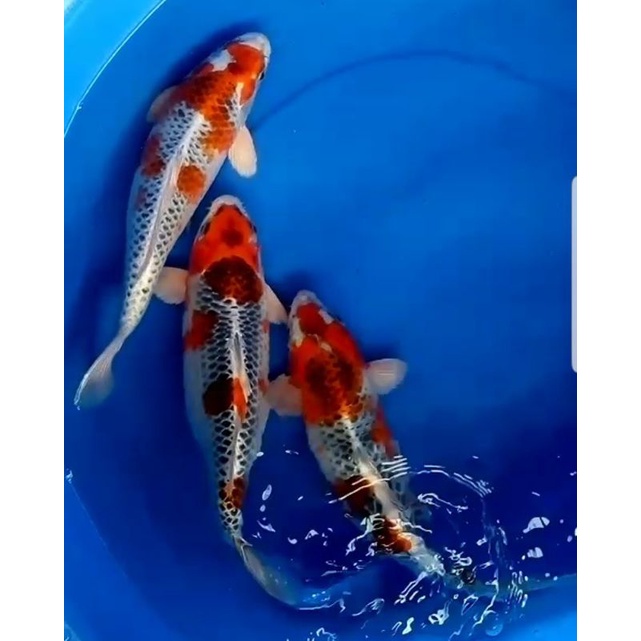 IKAN KOI KUJAKU SIZE 22-25cm