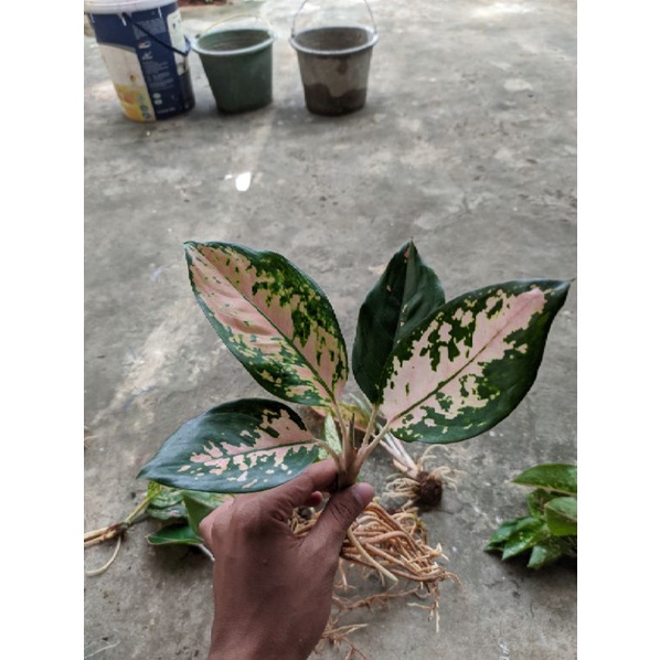 Suksom white + widuri putih