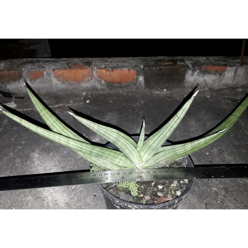 Sanseviera Paten, Sansivera Patens