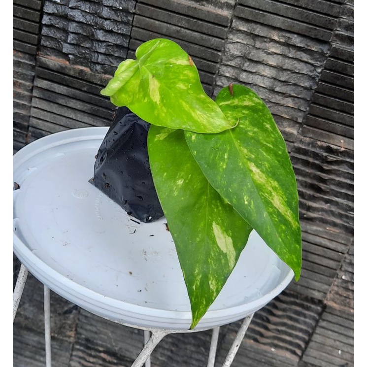 

ekor naga variegata kuning