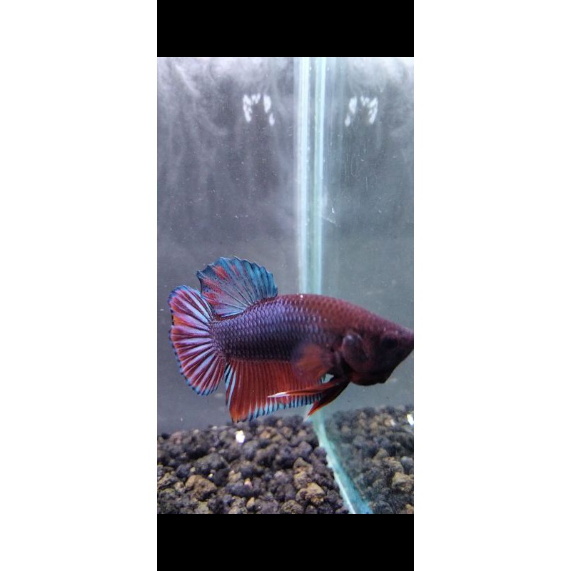 IKAN CUPANG BAGAN ADUAN / TERMURAH