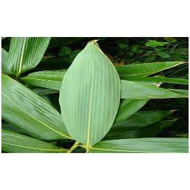 

Daun bambu segar