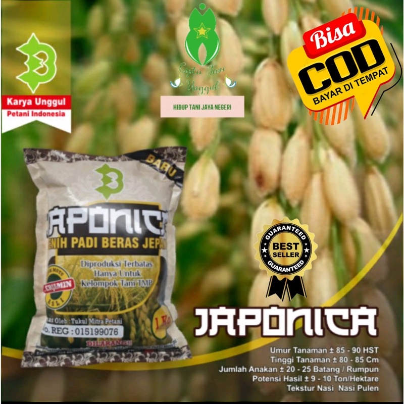 Benih Padi Japonica / Bibit Padi Jepang Super