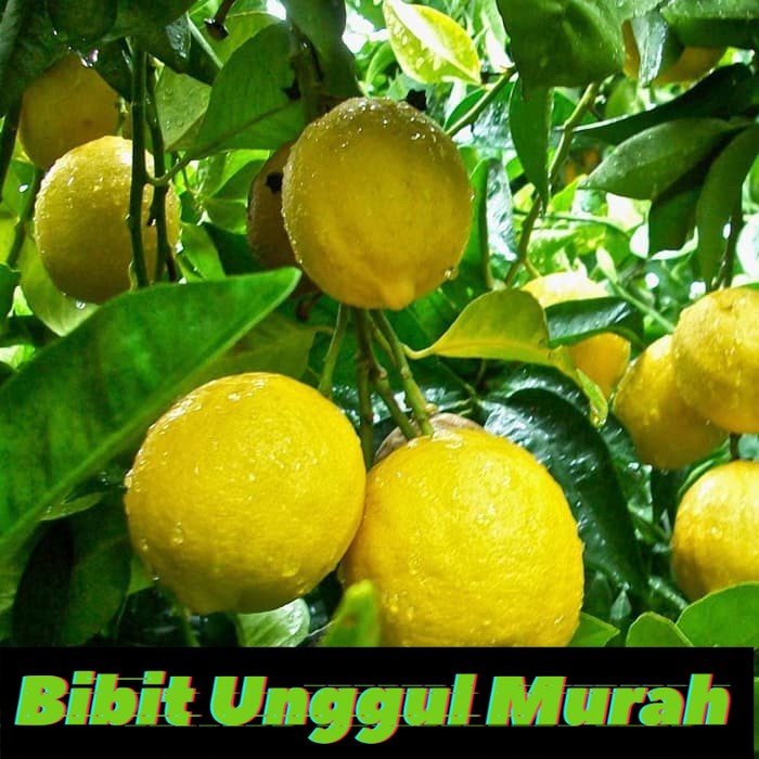 Bibit lemon tea unggul