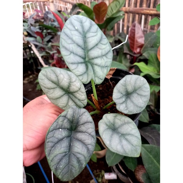 alokasia cantik , alokasia dragon mont