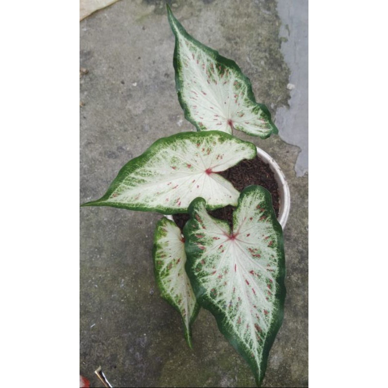 keladi pink ratana indukan