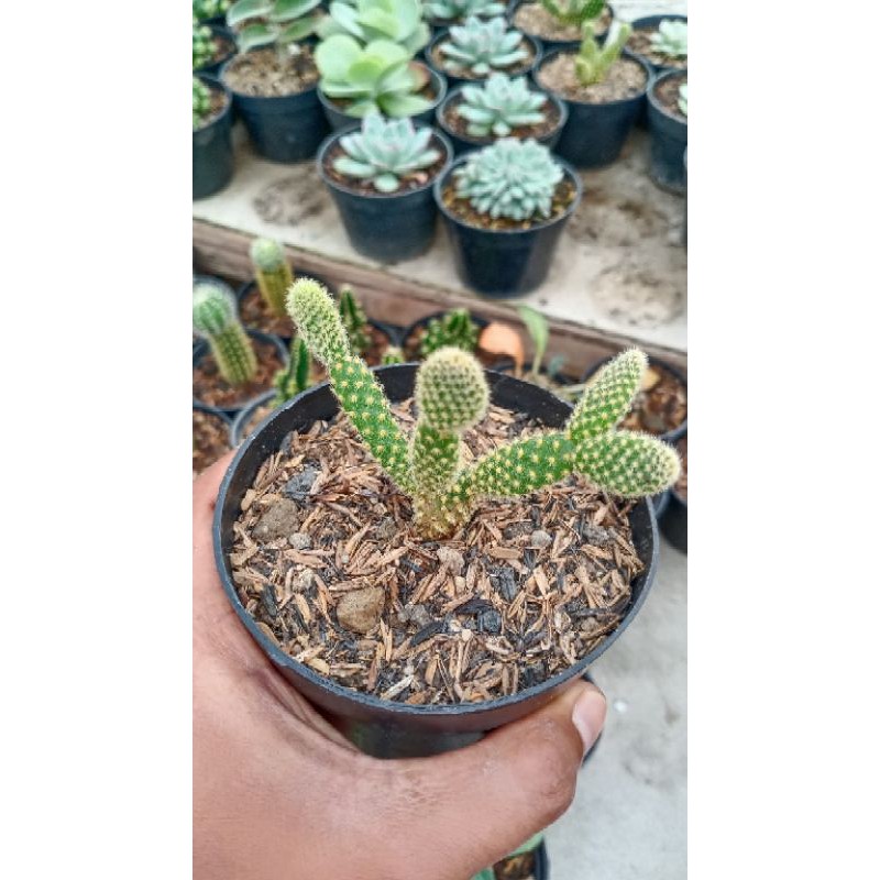 kaktus/SKULEN kaktus Mickey