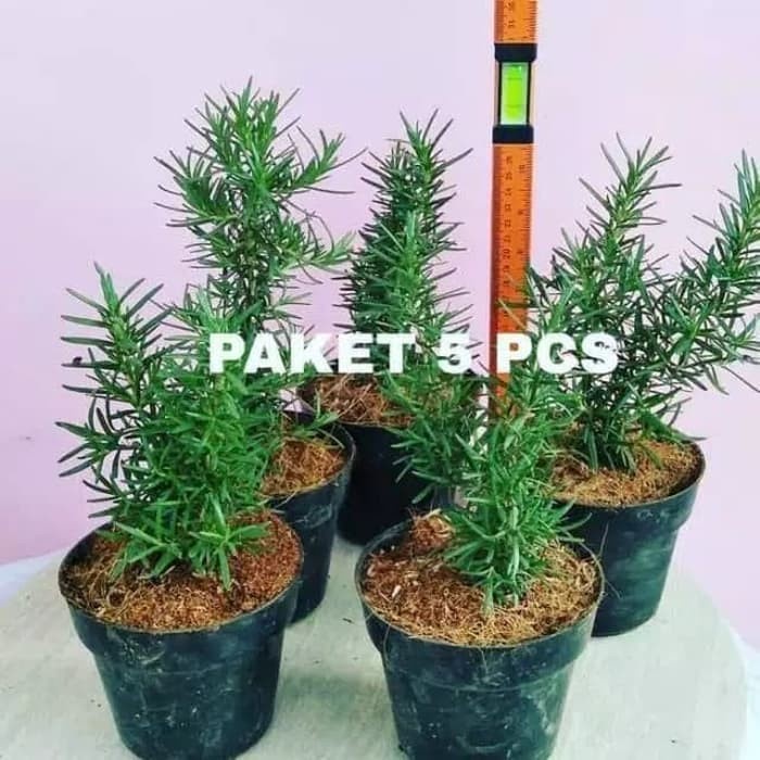 Paket 5 pcs Tanaman hias pengusir nyamuk - Rosemary( Tanaman hias hidup indoor murah hiasan rumah ta