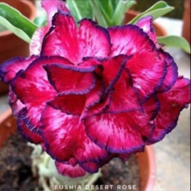 BIBIT BUNGA FUSHIA DISERT ROSE