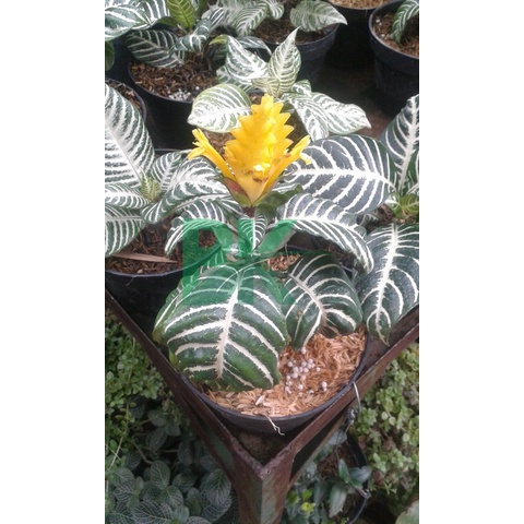 Apelandra Snow White - Tanaman hias Aphelandra snow white - Zebra plant - BAKUL KEMBANG