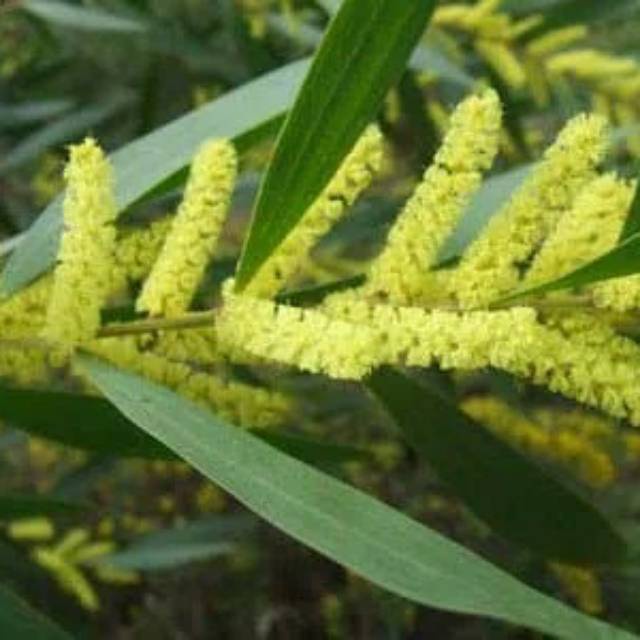 Bibit Akasia Mangium