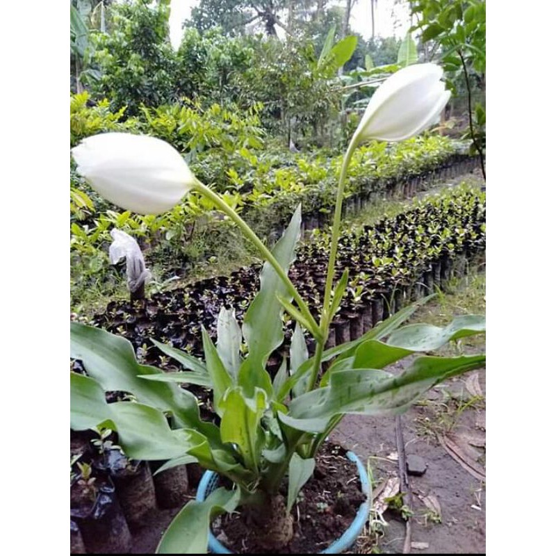 umbi bunga amarilis putih ukyran M