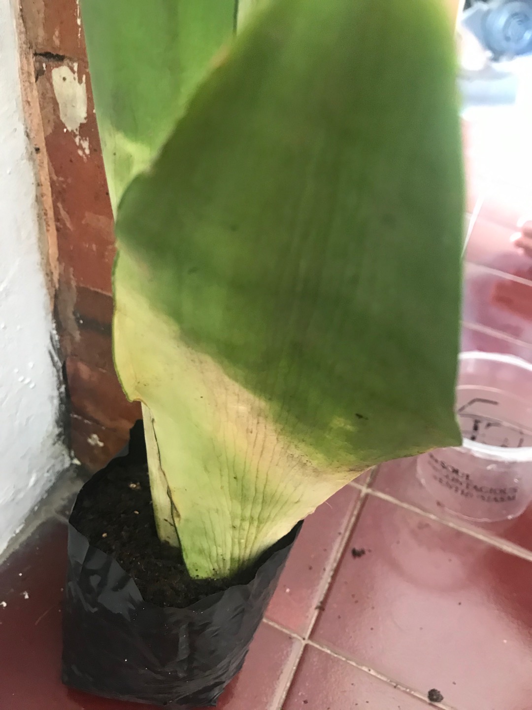 Sensivera Moonshine-tanaman Sensivera Moonshien