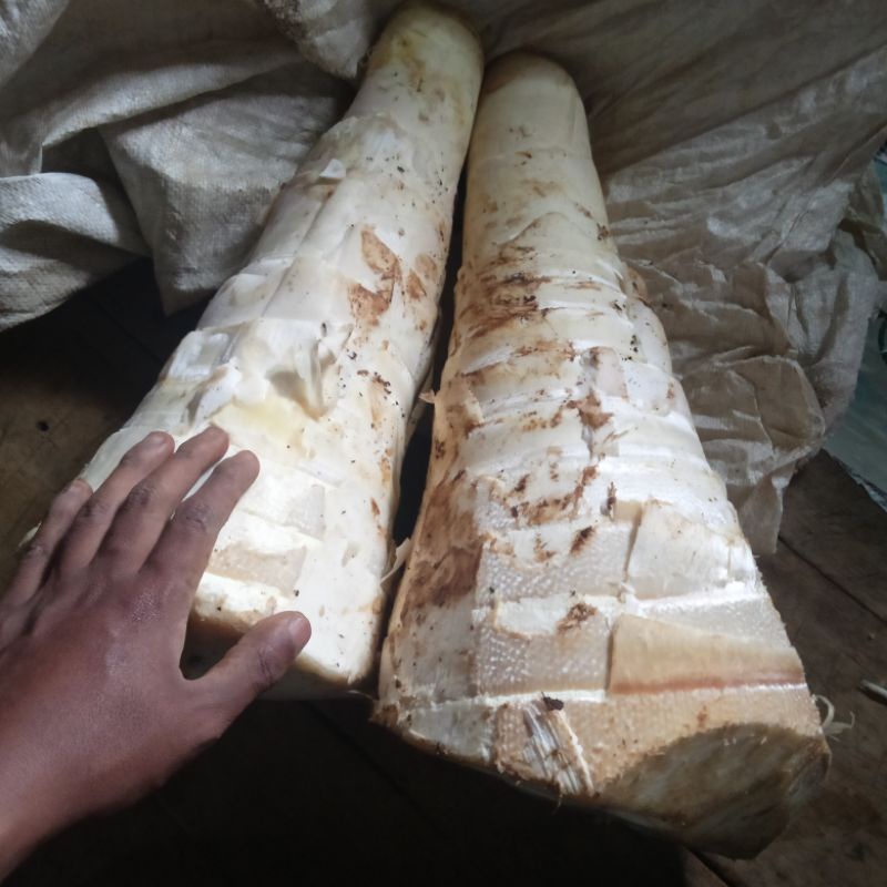 

Rebung bambu petung segar masak/mentah