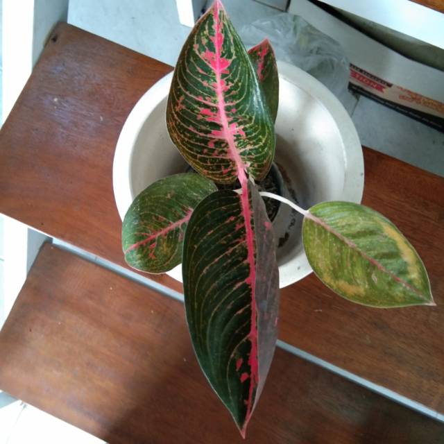 Aglaonema Adelia