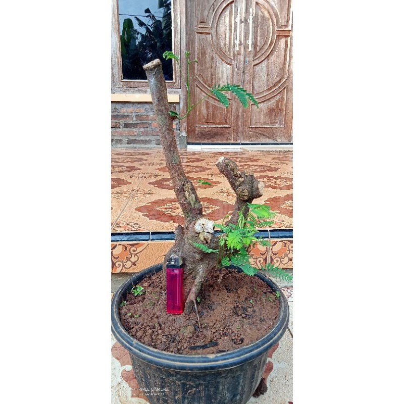 bahan bonsai kaliandra