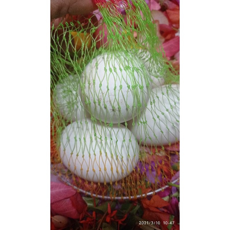 

telur angsa bagus/buye/busuk