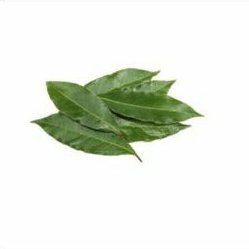 

Daun Salam Segar 25g