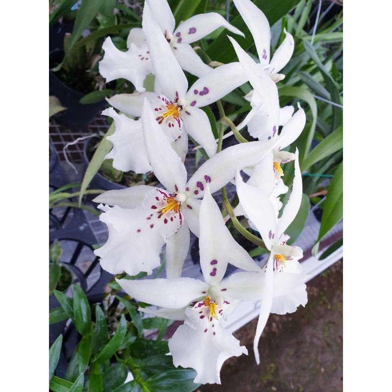 Anggrek oncidium White Fairy