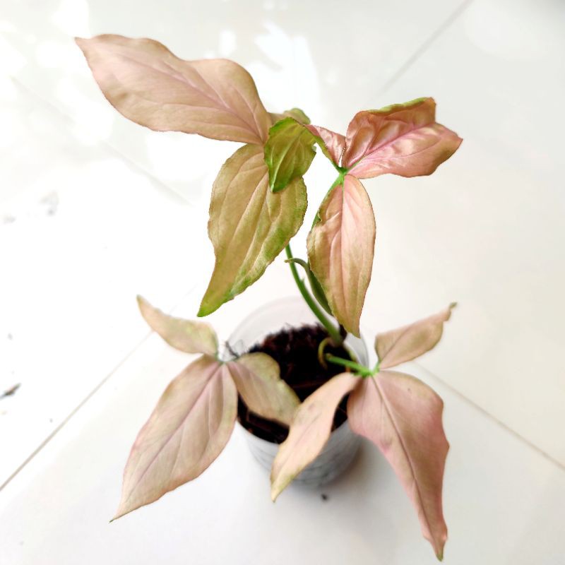 Syngonium Regina Red / Syngonium Pink Scott