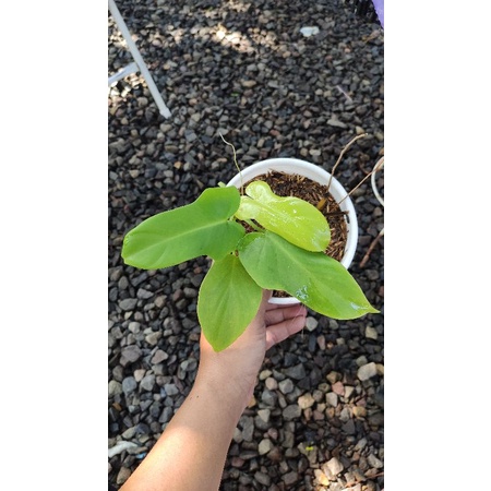 Philodendron - Violin Golden