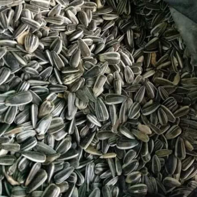 1000 gr biji benih bunga matahari kuaci besar
